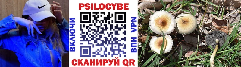 где купить   Чудово  Галлюциногенные грибы GOLDEN TEACHER 